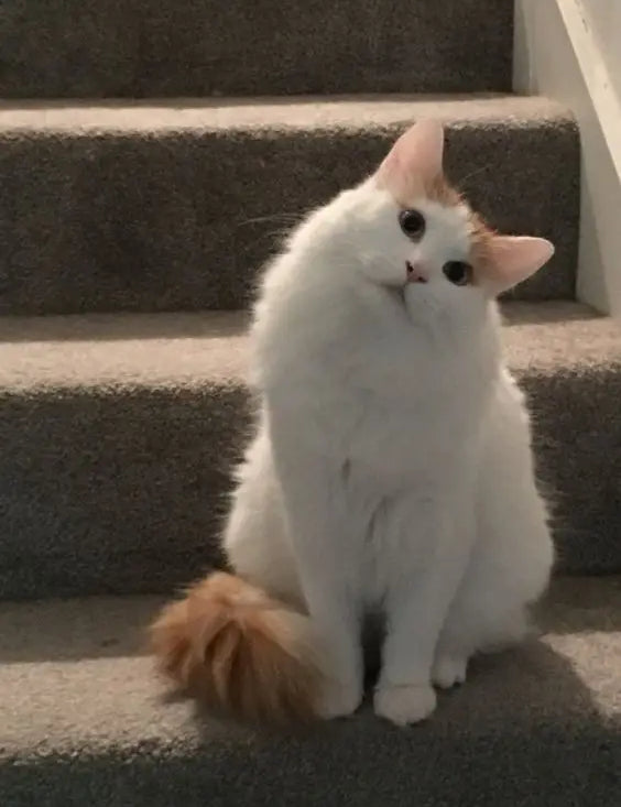 White Turkish Van kitten with orange-tipped tail lounging on carpeted stairs.