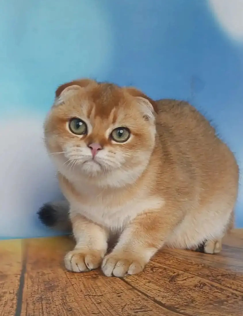 Adorable Scottish Fold cat with orange fur and large green eyes in a cozy setting