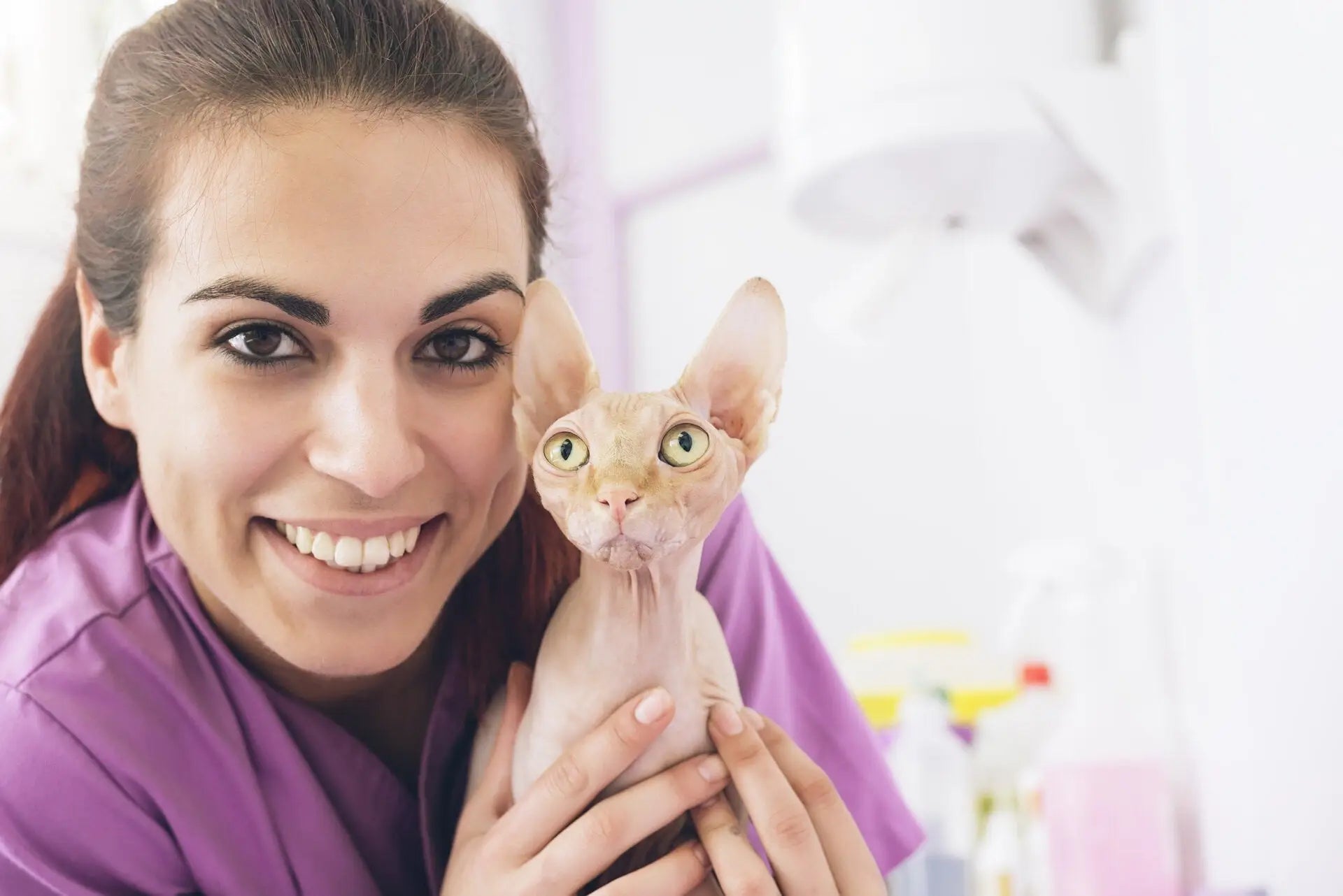 Smiling woman in purple holds a Hairless Sphynx, perfect for purebred kitten’s diet tips.