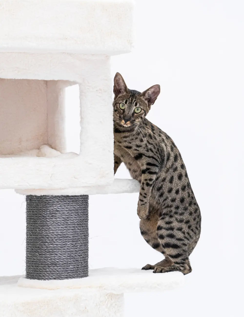 Spotted tabby cat standing by a cat tree in a guide on raising Savannah cats.