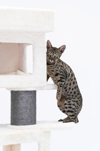 Ultimate User's Guide to Raising Savannah Cats: A Complete Breed Information