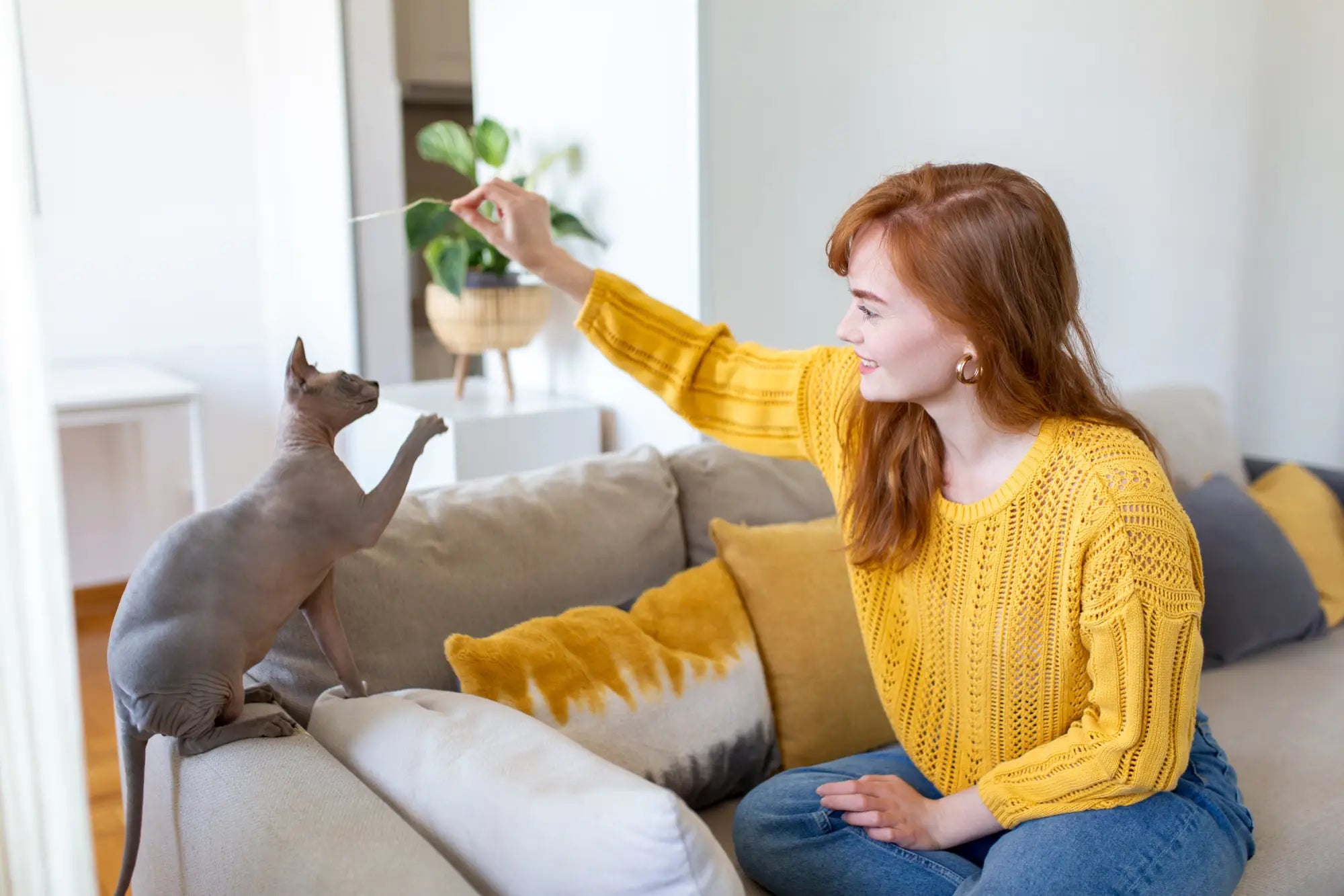 Woman in a yellow sweater plays with a hairless cat, highlighting purebred kitten care.