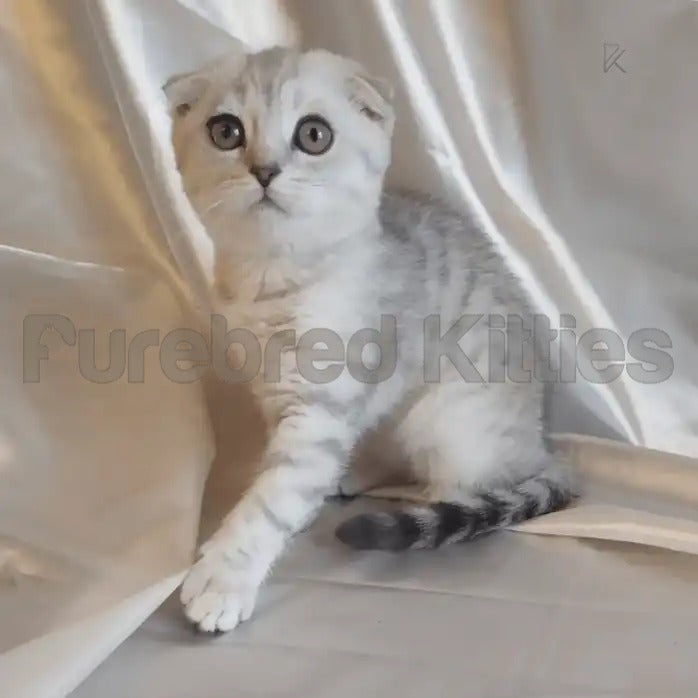 Cute Scottish Fold kitten with folded ears and wide eyes on a light surface.