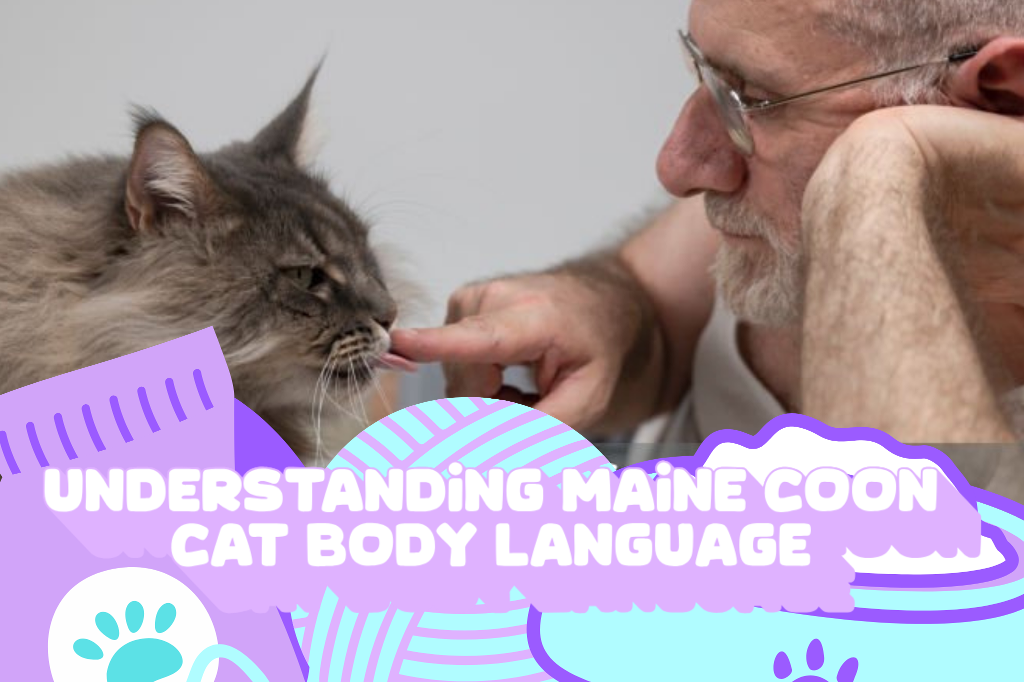 Understanding Maine Coon Cat Body Language