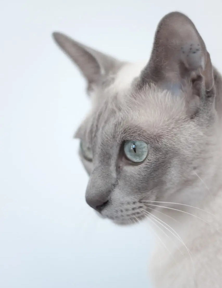 Siamese cat in profile with blue eyes, perfect inspiration for training Tonkinese cats.