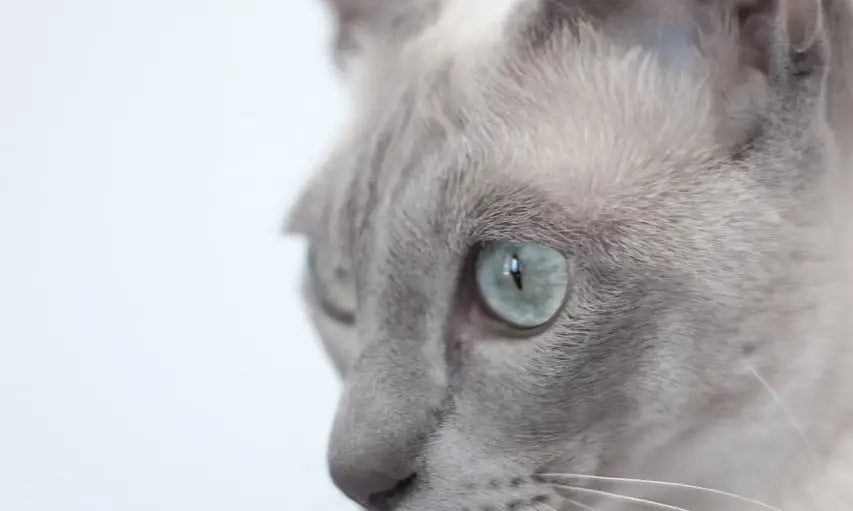 Siamese cat in profile with blue eyes, perfect inspiration for training Tonkinese cats.