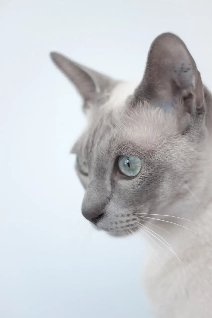 Unleash Your Tonkinese Cat's Potential