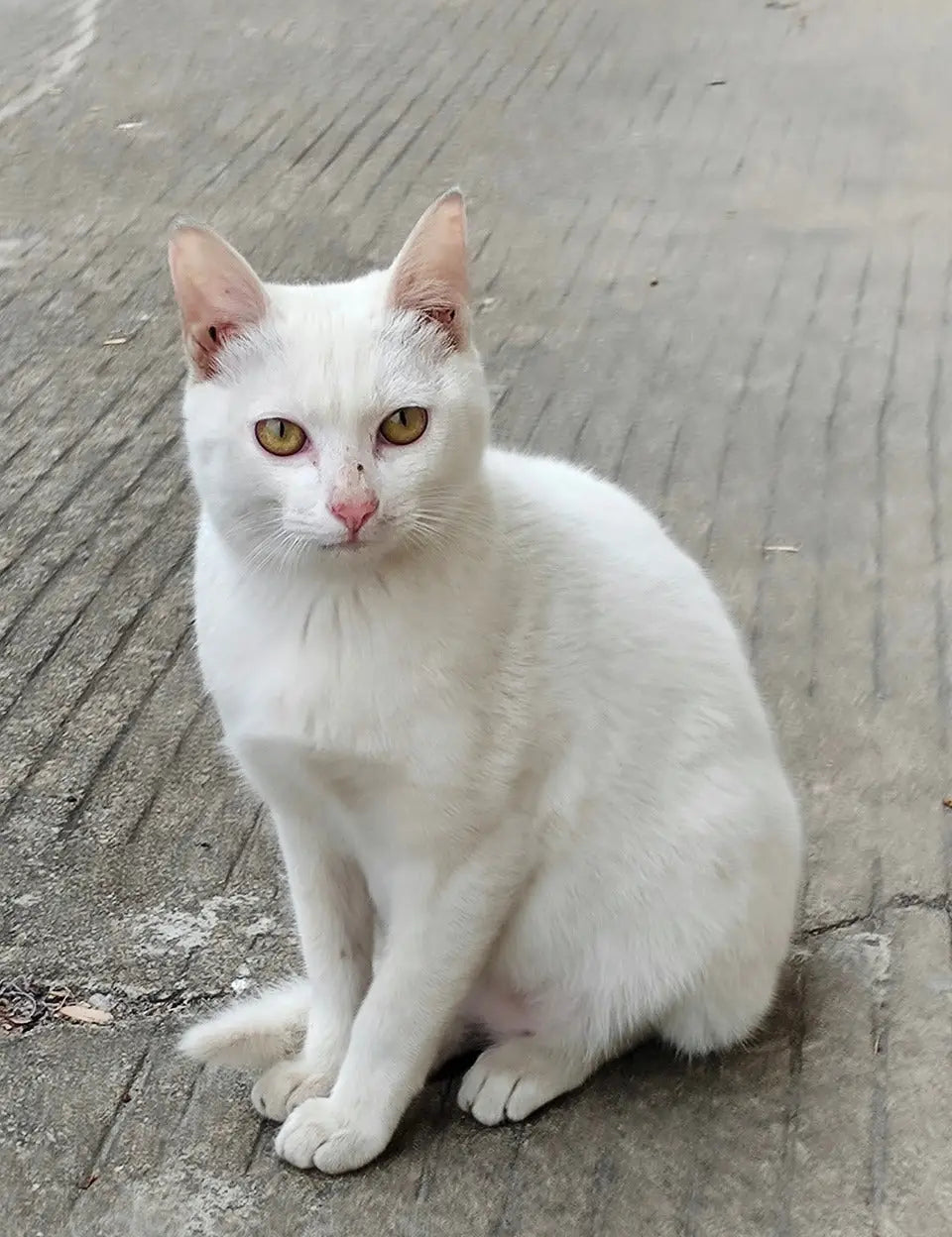 White Khao Manee cat with yellow eyes sitting on a paved surface, showcasing its beauty.