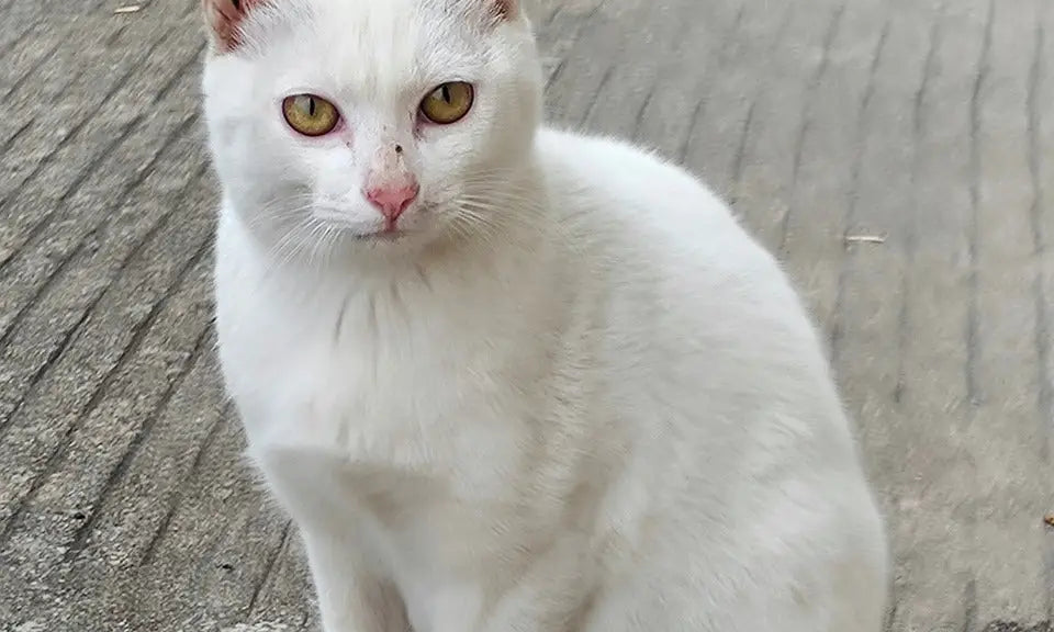 White Khao Manee cat with yellow eyes sitting on a paved surface, showcasing its beauty.