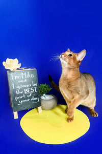 Unveiling the Enchanting Growth Stages of Abyssinian Cats: From Kitten to Majestic Companion