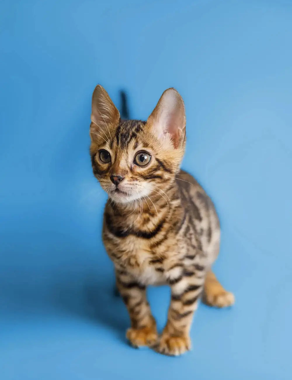 What Makes Bengal Cats Tick
