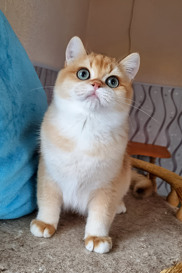 Punch | British Shorthair Kitten