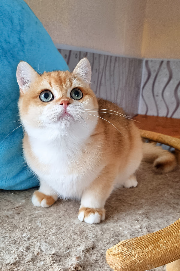 Punch | British Shorthair Kitten