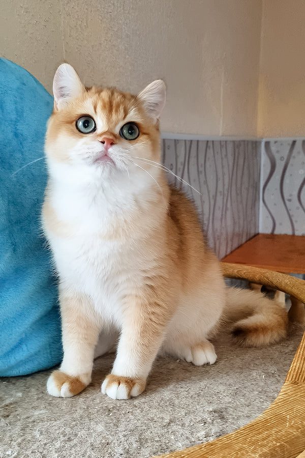 Punch | British Shorthair Kitten