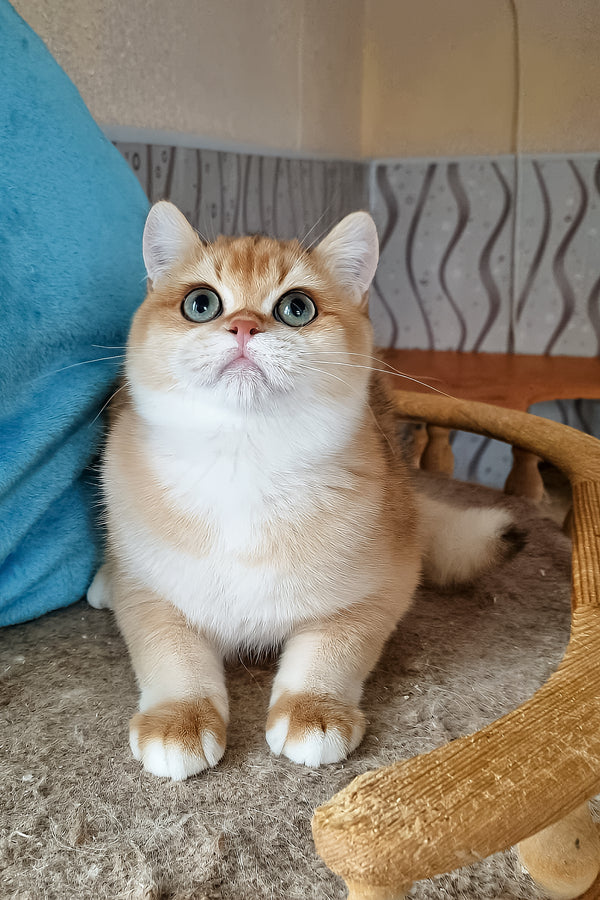 Punch | British Shorthair Kitten