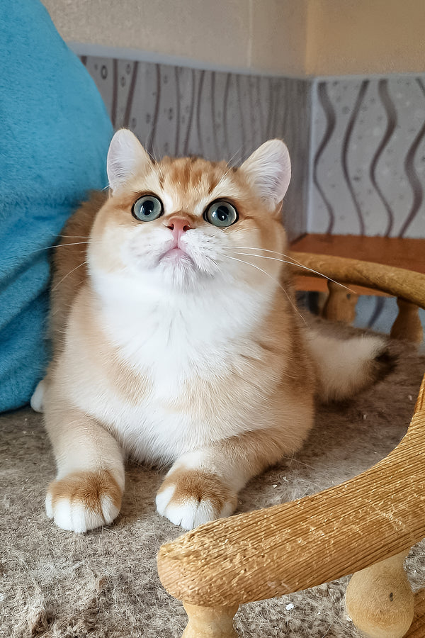 Punch | British Shorthair Kitten