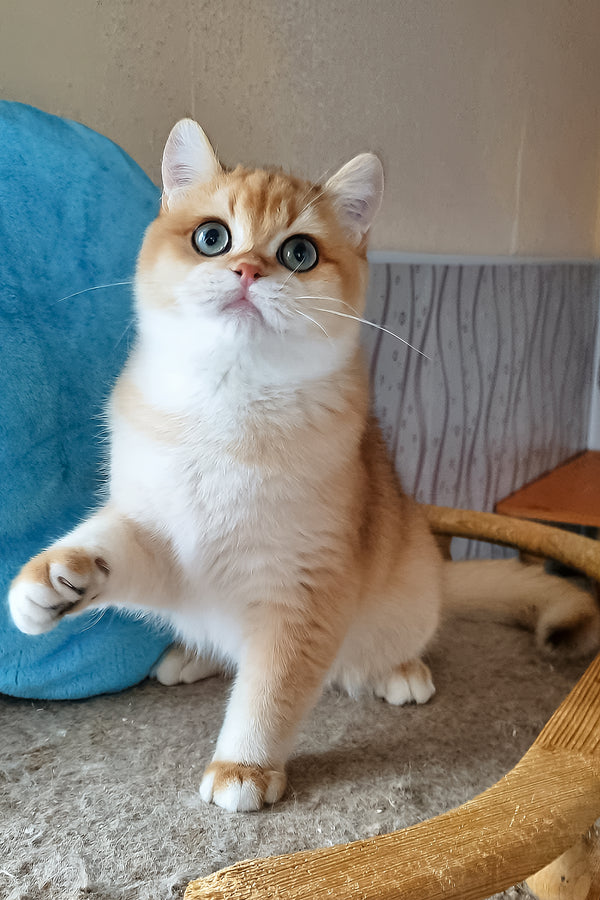 Punch | British Shorthair Kitten