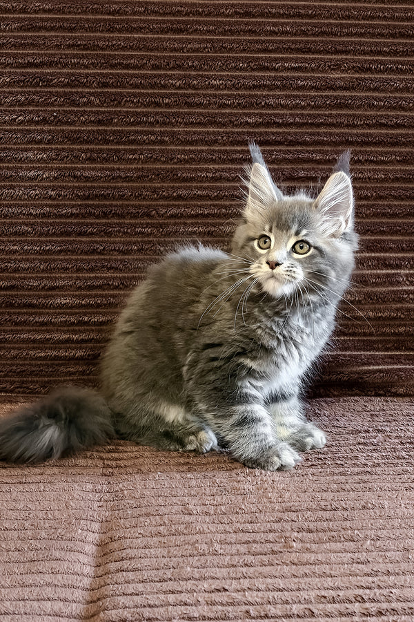 Alora | Maine Coon Kitten