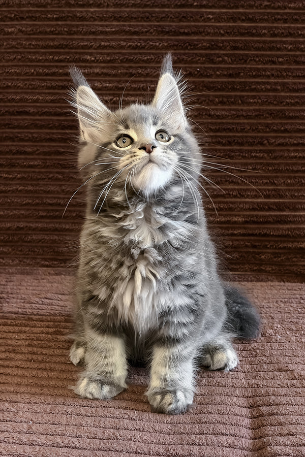 Alora | Maine Coon Kitten