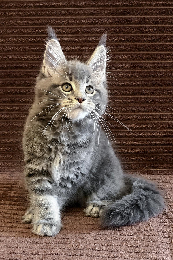 Alora | Maine Coon Kitten