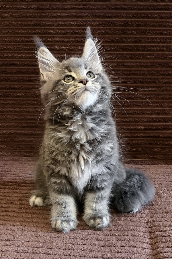 Alora | Maine Coon Kitten