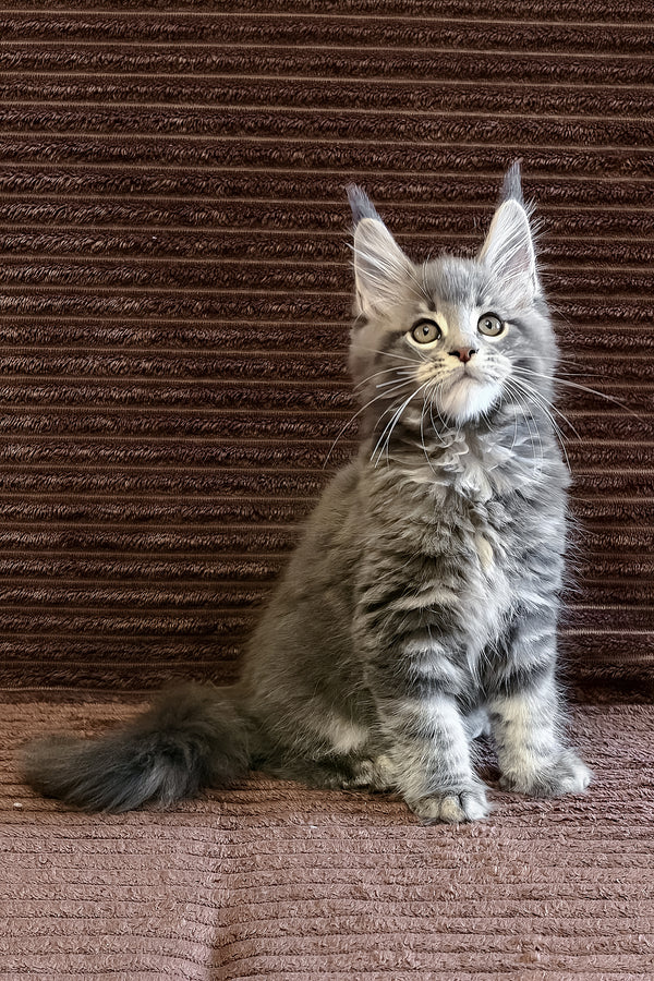 Alora | Maine Coon Kitten
