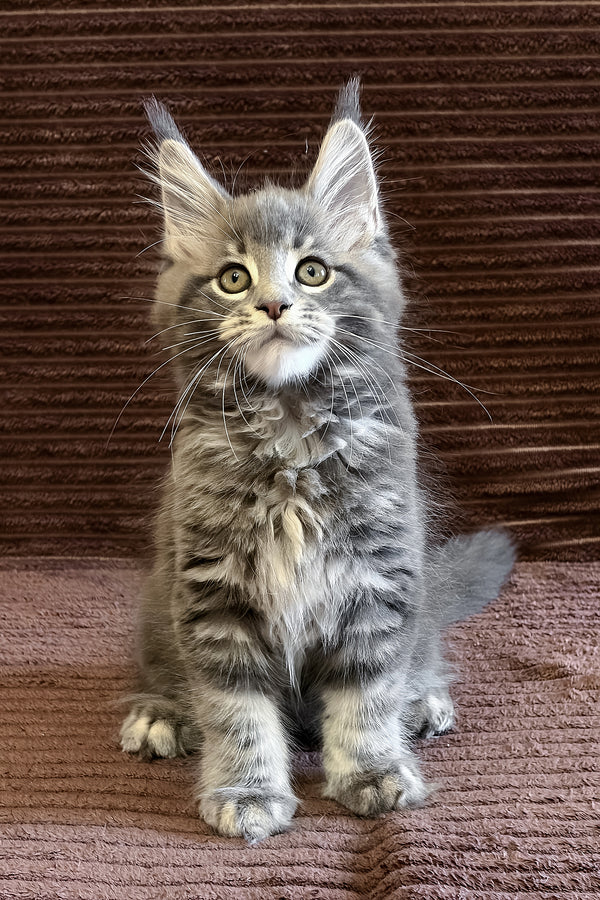 Alora | Maine Coon Kitten