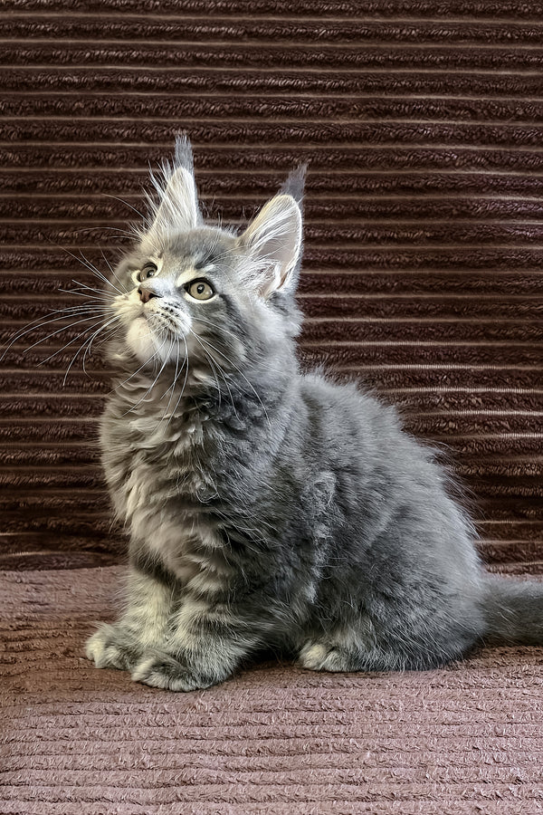 Alora | Maine Coon Kitten