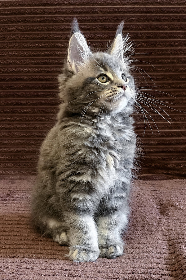 Alora | Maine Coon Kitten