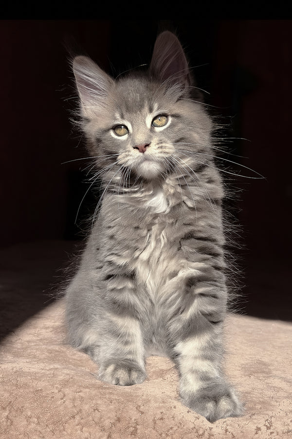Alora | Maine Coon Kitten