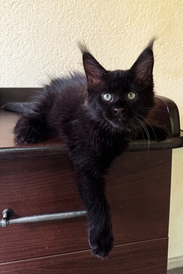 Apri | Maine Coon Kitten