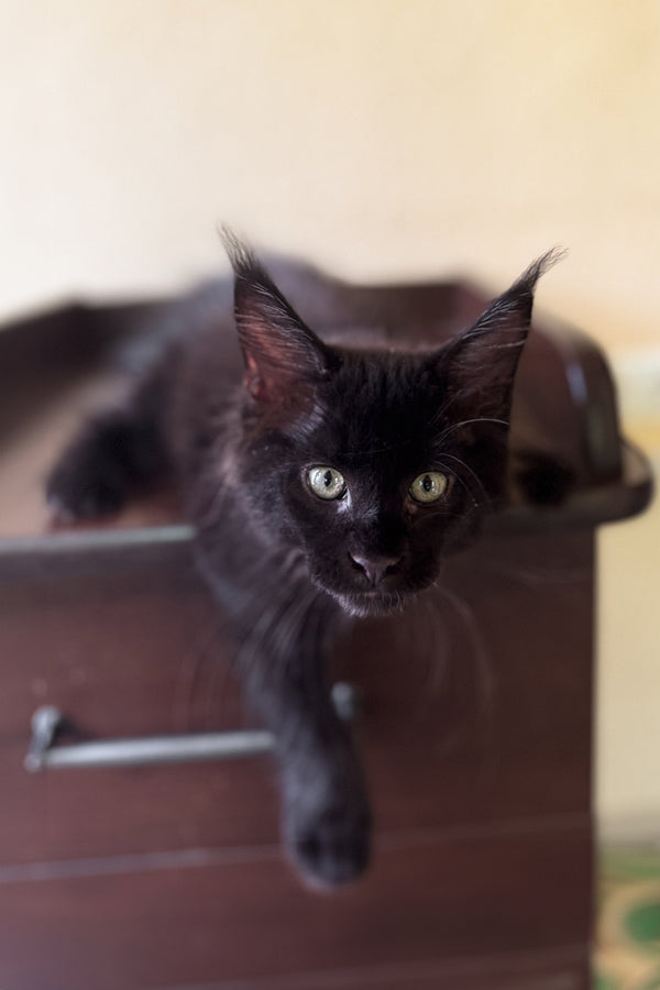 Apri | Maine Coon Kitten