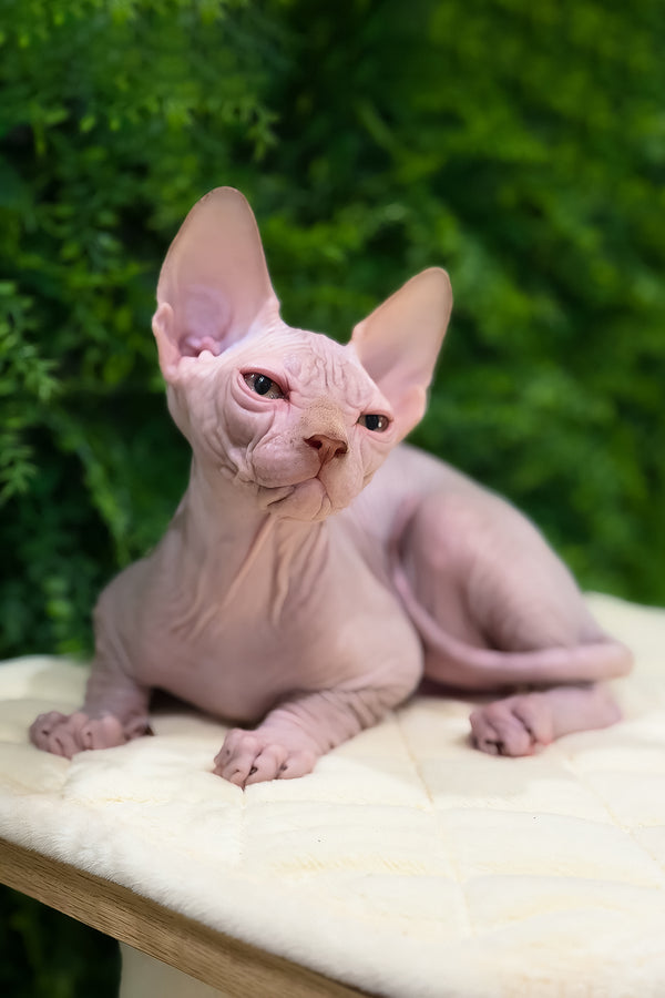 Archie | Canadian Sphynx Kitten