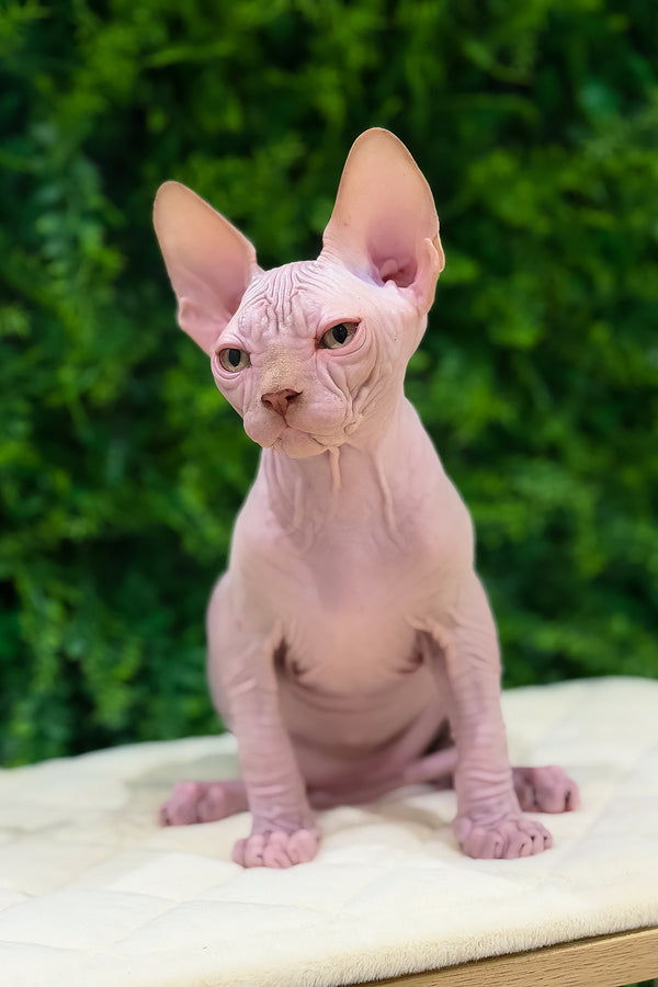 Archie | Canadian Sphynx Kitten