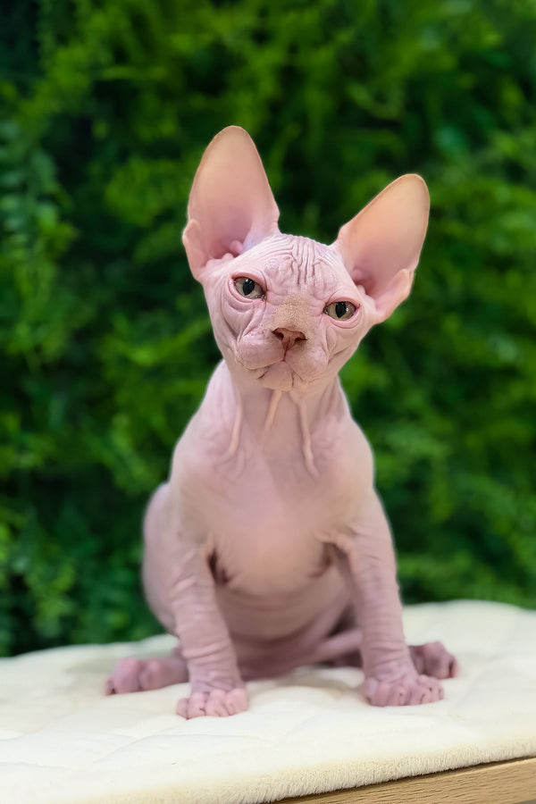 Archie | Canadian Sphynx Kitten
