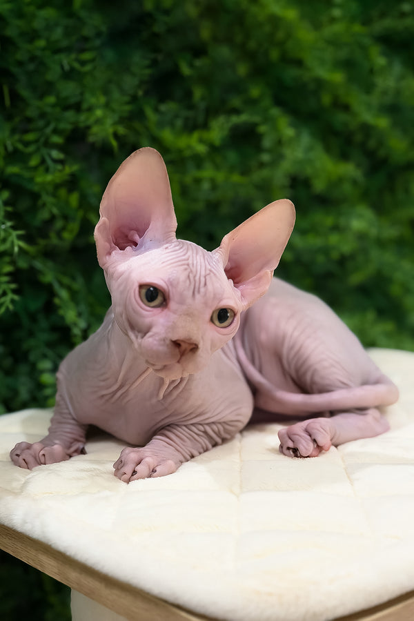 Archie | Canadian Sphynx Kitten