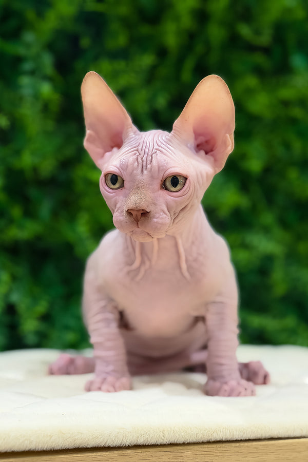 Archie | Canadian Sphynx Kitten