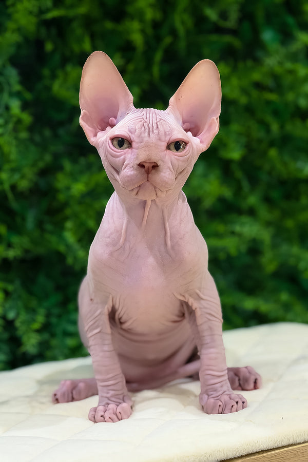 Archie | Canadian Sphynx Kitten