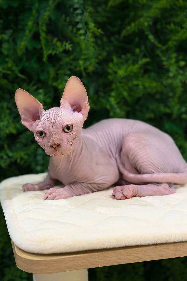Archie | Canadian Sphynx Kitten