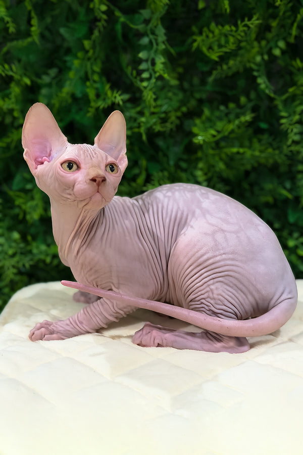 Archie | Canadian Sphynx Kitten