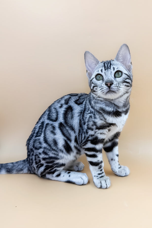 Arielle | Bengal Kitten