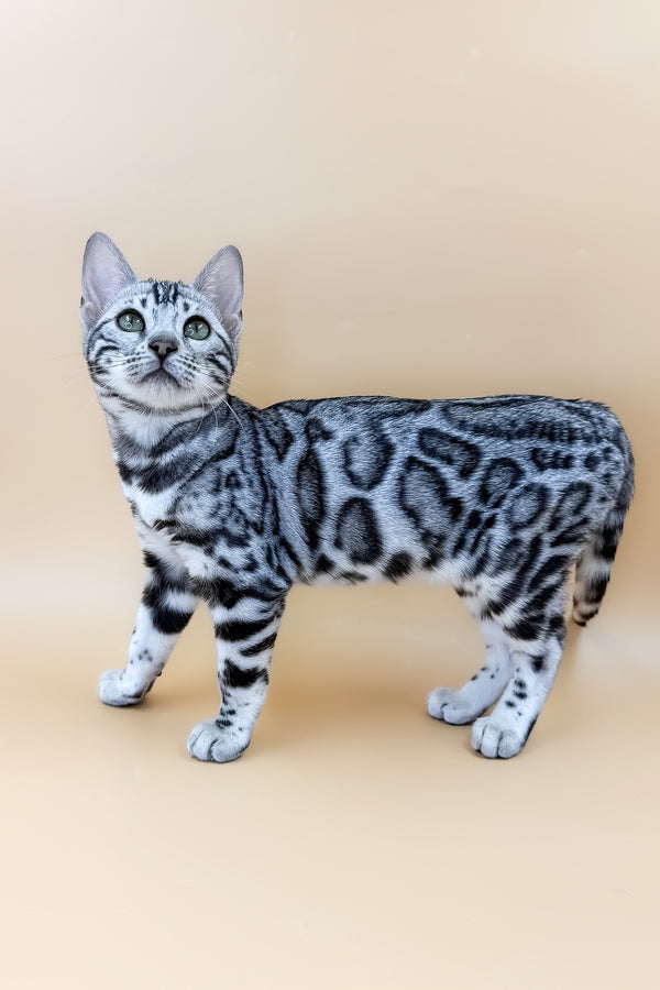 Arielle | Bengal Kitten