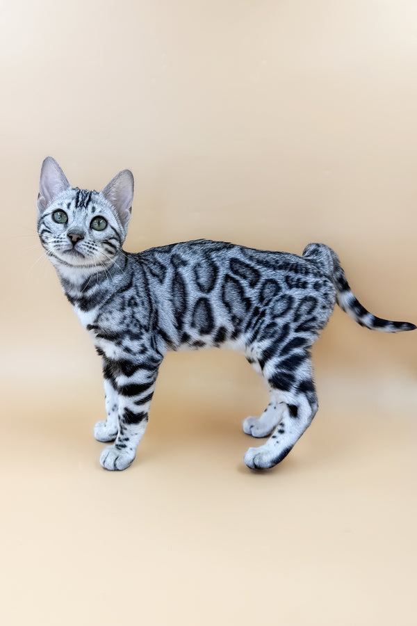 Arielle | Bengal Kitten
