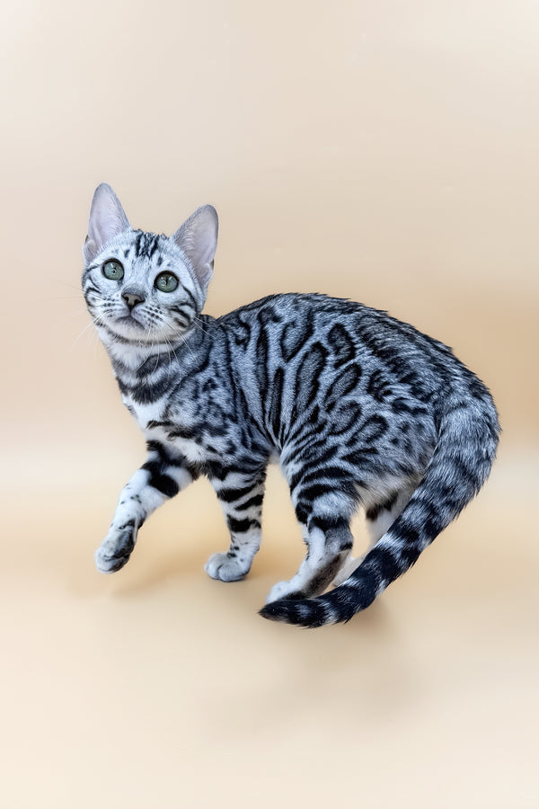 Arielle | Bengal Kitten