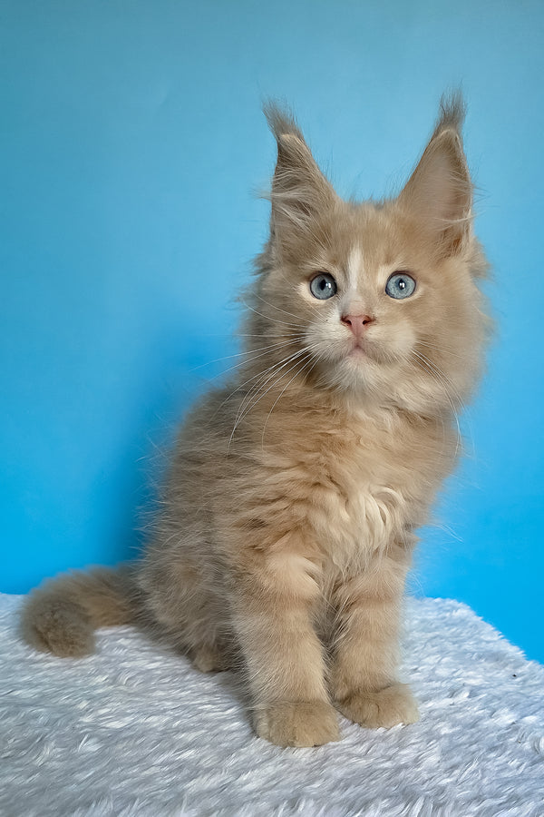 Barren | Maine Coon Kitten