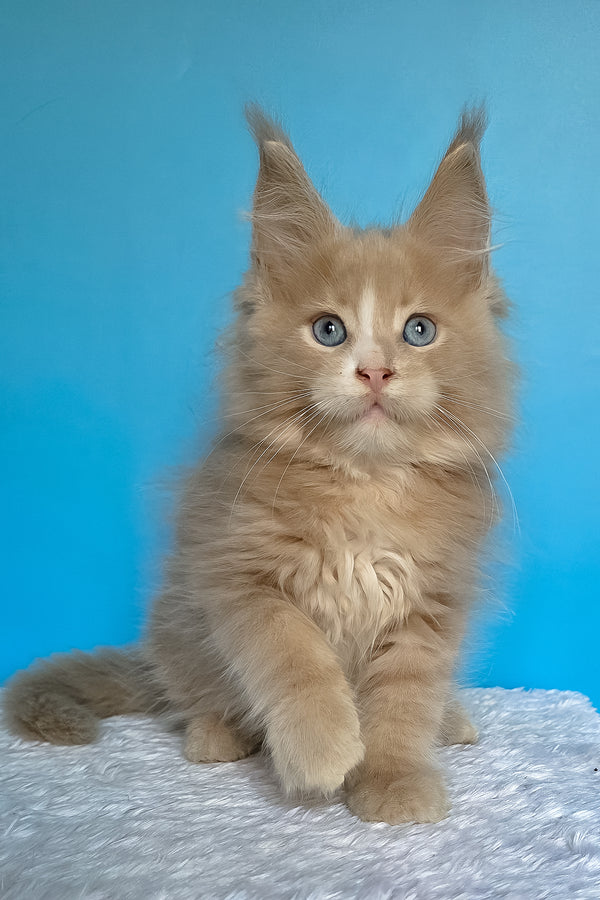 Barren | Maine Coon Kitten