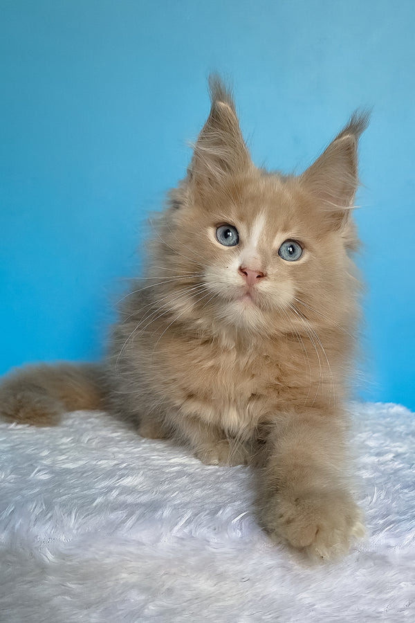 Barren | Maine Coon Kitten
