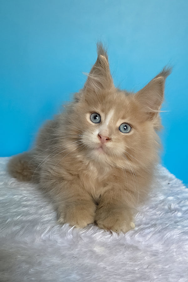 Barren | Maine Coon Kitten