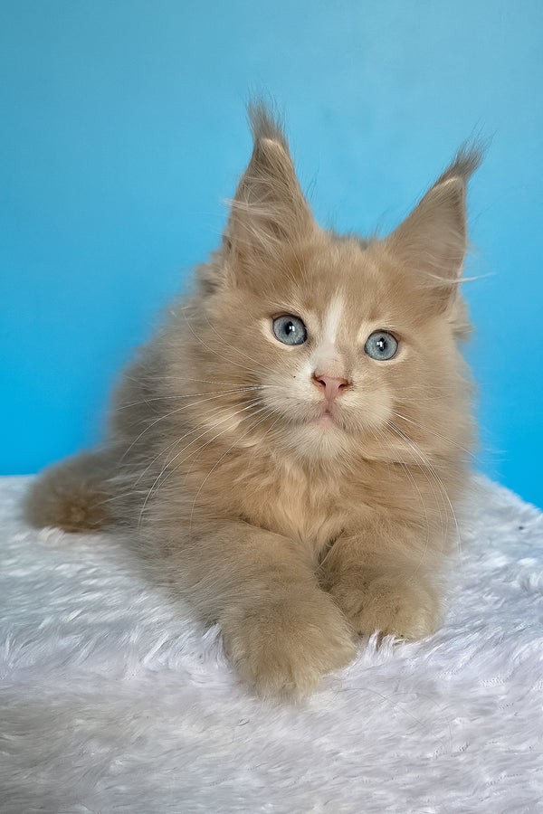 Barren | Maine Coon Kitten