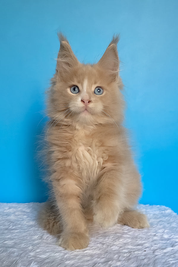 Barren | Maine Coon Kitten
